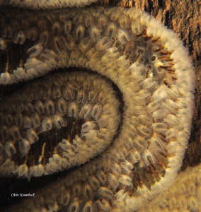 gelatinous colony of freshwater bryozoa
Cristatella muce... by Chris Krambeck 